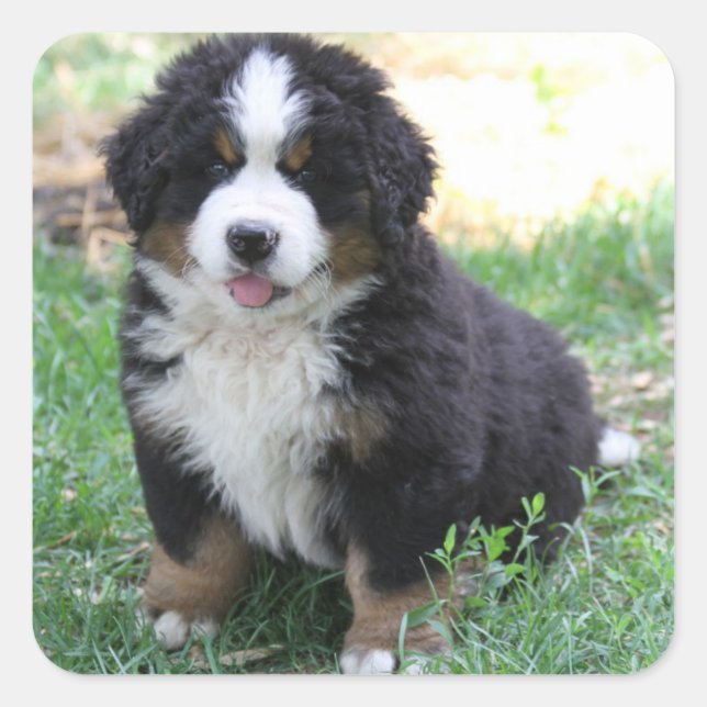 Bernese Mountain Dog Sticker (Front)
