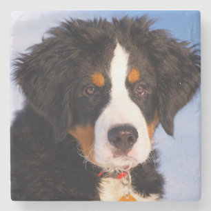 Bernese Mountain Dog Stone Coaster