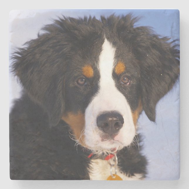Bernese Mountain Dog Stone Coaster (Front)