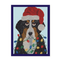 Bernese Mountain Dog Tangled In Christmas Lights