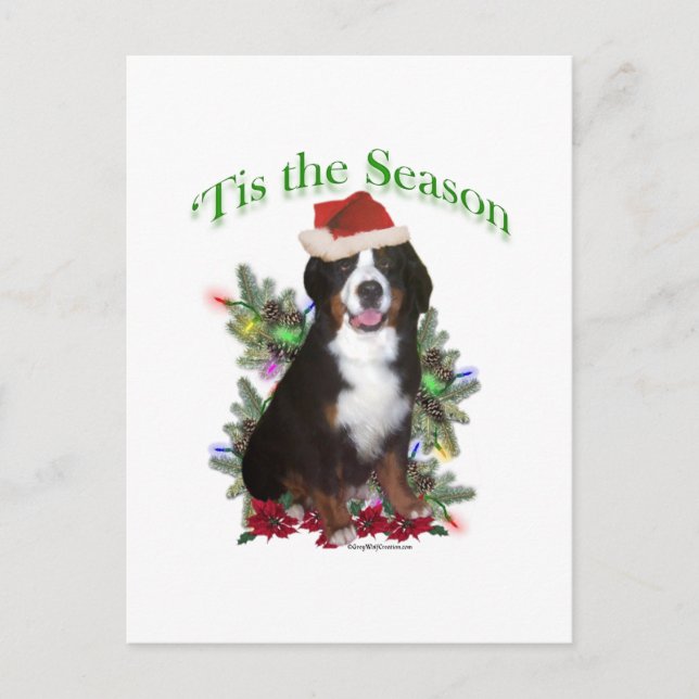 Bernese Mountain Dog ‘Tis Postcard (Front)