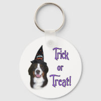Bernese Mountain Dog Trick