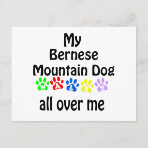 Bernese Mountain Dog Walks Design Postcard