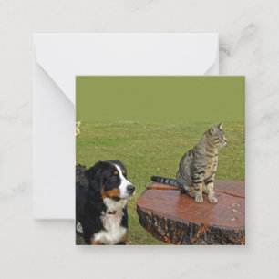 bernese mountain dog with cat card