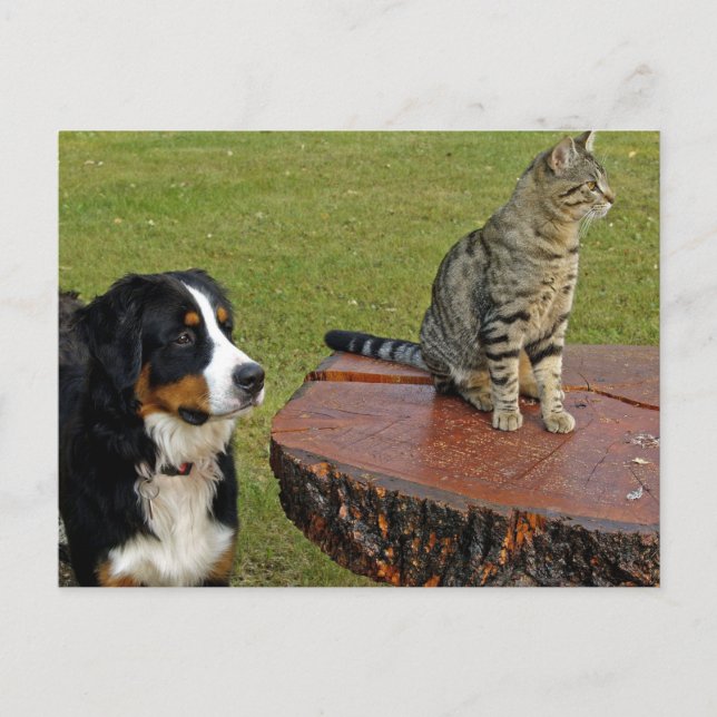 bernese mountain dog with cat postcard (Front)