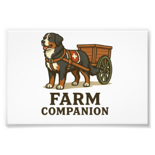 Bernese Mountain Dog Working Farm Companion Photo Print