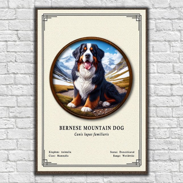 Bernese Mountain Dog Zoology Series Poster (Creator Uploaded)