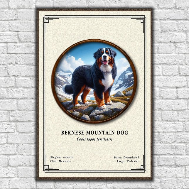 Bernese Mountain Dog Zoology Series Poster (Creator Uploaded)