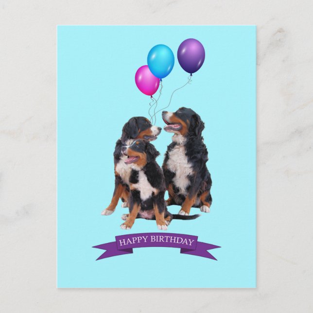 Bernese Mountain Dogs Happy Birthday Postcard (Front)