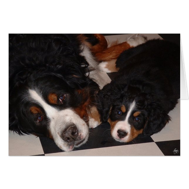 Bernese Mountain Dogs Head to Head (Front Horizontal)