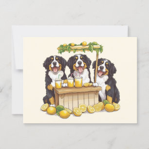 Bernese Mountain Dogs Running A Lemonade Stand Postcard