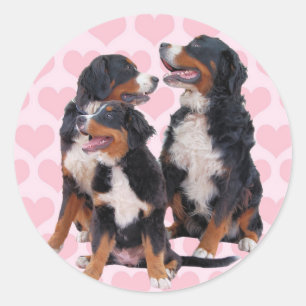 Bernese Mountain Dogs with Pink Hearts Classic Round Sticker