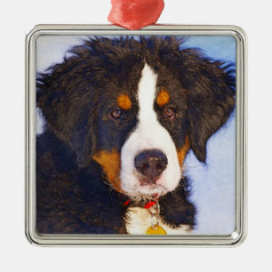 Bernese Mountain Puppy Dog - Colour Pencil Sketch Metal Ornament