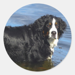 Bernese Mountain Puppy Dog Sticker / Seal