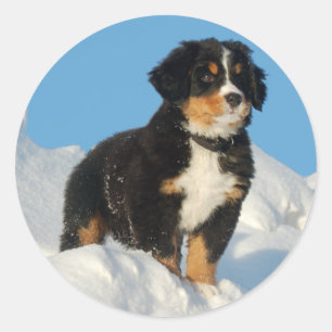 Bernese Mountain Puppy Dog Sticker / Seal