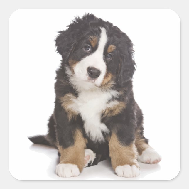 Bernese Mountain Puppy Dog Sticker / Seal (Front)