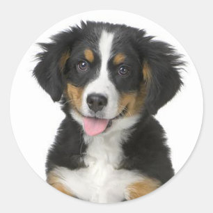 Bernese Mountain Puppy Dog Sticker / Seal