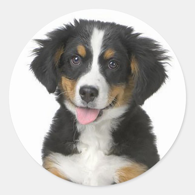 Bernese Mountain Puppy Dog Sticker / Seal (Front)
