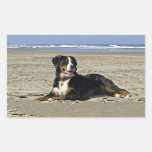 Bernese Mountain Puppy Dog Sticker / Seal