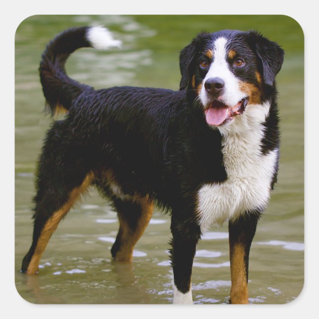 Bernese Mountain Puppy Dog Sticker / Seal (Front)