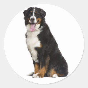 Bernese Mountain Puppy Mum Dog Dad Berner Love Classic Round Sticker