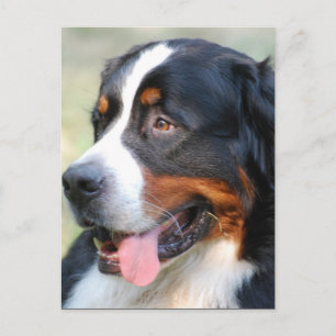 Bernese Mountain Puppy Postcard