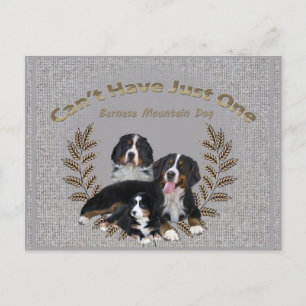 Bernese Mt. Dog Can't Have Just One Postcard