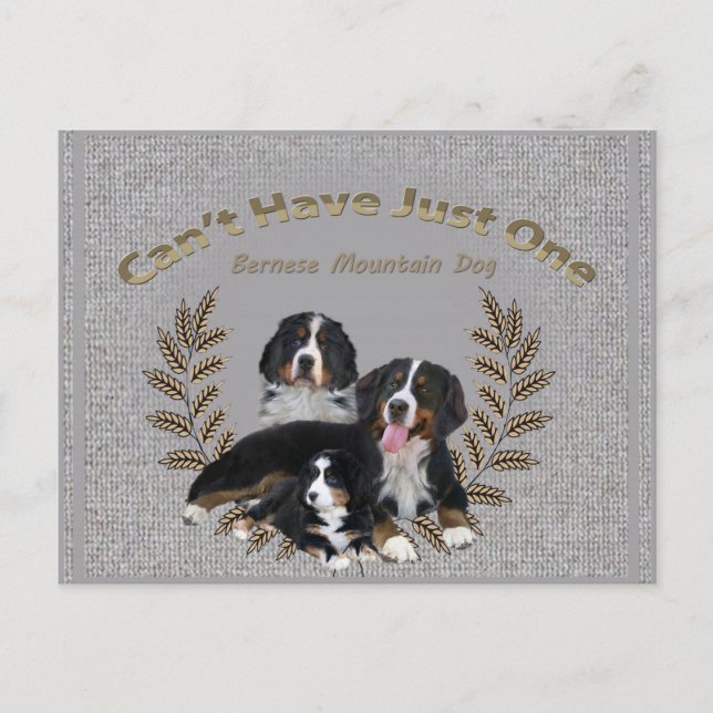 Bernese Mt. Dog Can't Have Just One Postcard (Front)