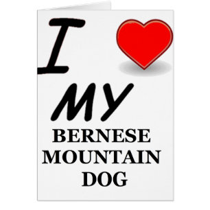 bernese mt dog love
