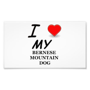 bernese mt dog love photo print