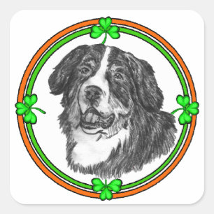 Bernese Mtn Dog St Patricks Square Sticker