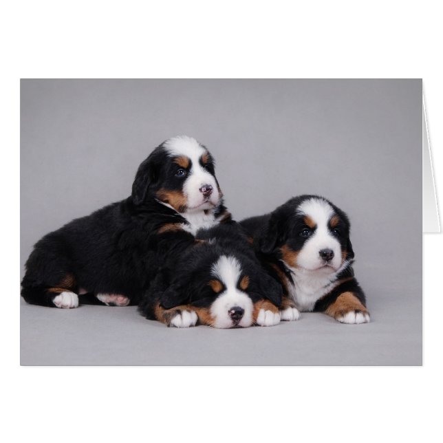 Bernese puppies (Front Horizontal)