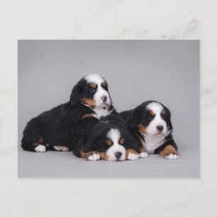 Bernese puppies postcard