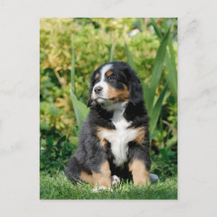 Bernese puppy postcard