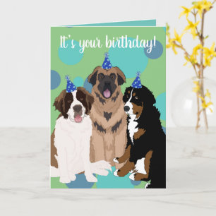 Bernese, Saint Bernard, Leonberger Birthday Card