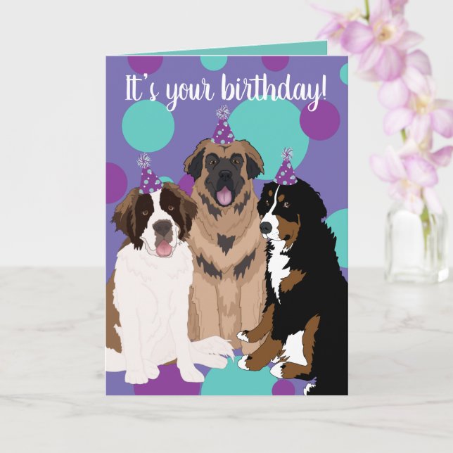Bernese, Saint Bernard, Leonberger Birthday  Card (Orchid)