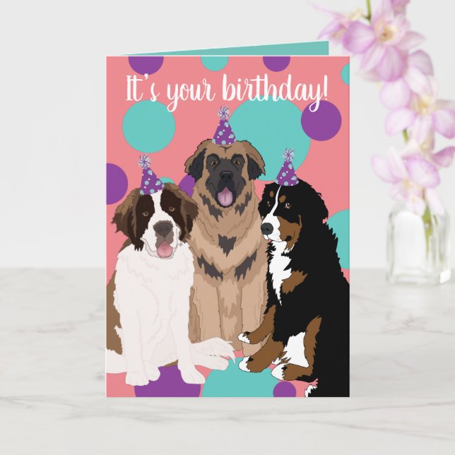 Bernese, Saint Bernard, Leonberger Birthday Card (Orchid)