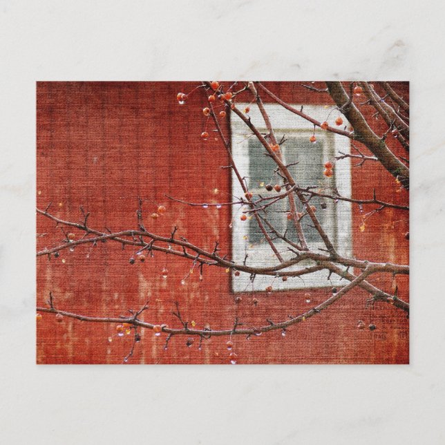 Berries and Barn Postcard (Front)