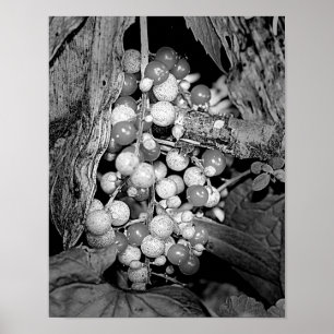 Berries In Black And White Nature Poster