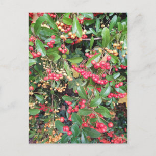 Berries in the Park Postcard