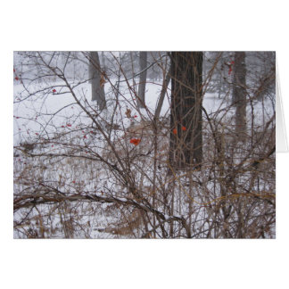 Berries in the Snow