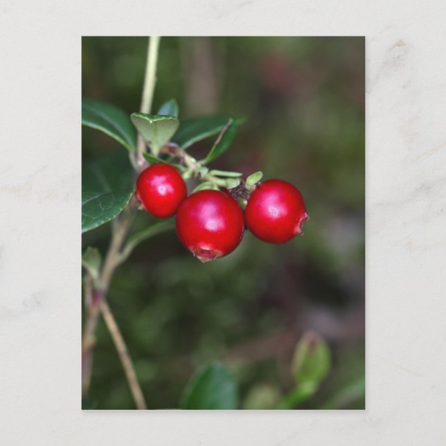 Berries of a wild lingonberry (Vaccinium vitis-ide Postcard (Front)