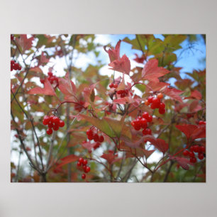 Berries Red Fall Leaf Autumn Garden Thanksgiving Poster