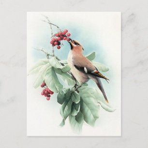 Berries To Eat Postcard