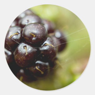 Berry Nice Classic Round Sticker