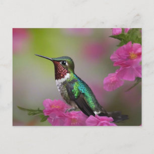 Berylline Hummingbird at Rest Postcard