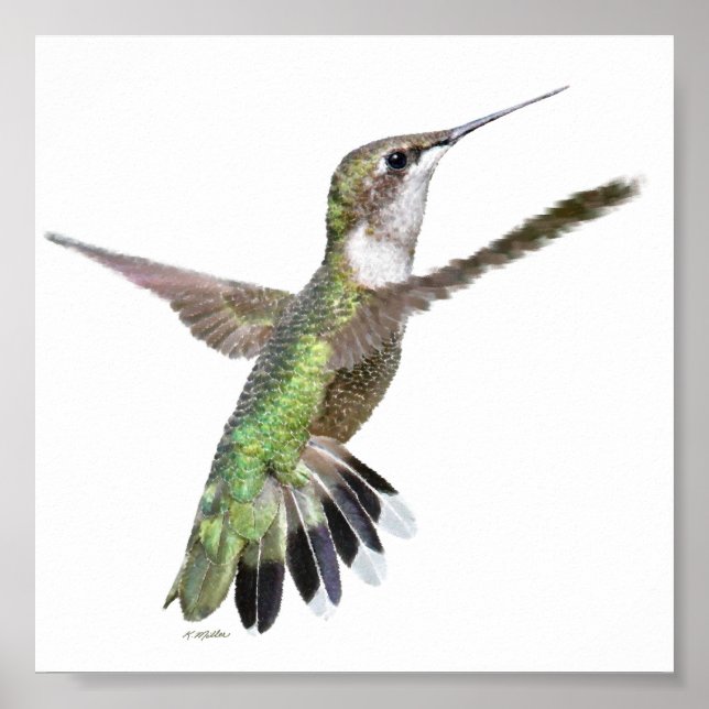 Berylline Hummingbird Painting Poster (Front)