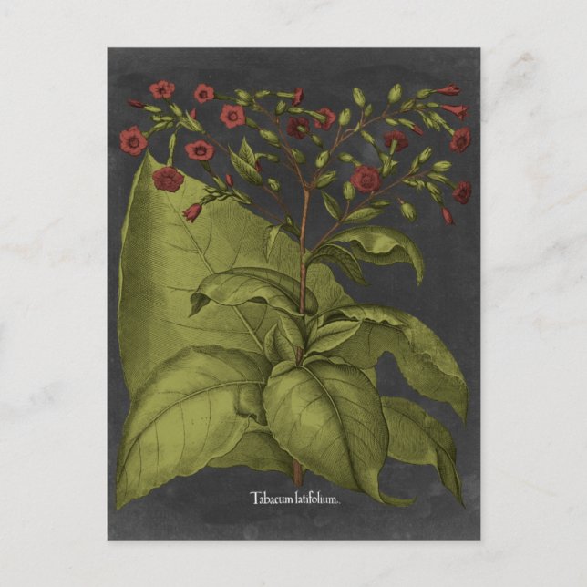 Besler Dramatique I Postcard (Front)