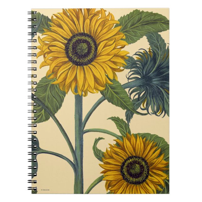 Besler: Sunflower Notebook (Front)