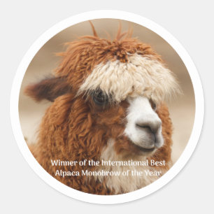 Best Alpaca Monobrow Classic Round Sticker